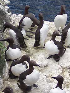 Guillemots and chicks on Lunga